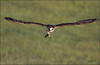 Netgarden > Sigma 150-500 OS w/40D photo