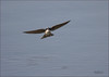 Netgarden > Sigma has done well with auto focus. No problems and I don't think I would have gotten this shot with my 300f4.