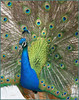 Deviants Photo shoots 2007 : best viewing is click on drop down style menu upper right and choose Traditional. then choose the ones you want to see.
Pgs. 1 &2  LA Arboretum,  Arcadia, June 10