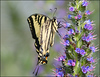 Netgarden > Hummers and Butterflies, Dragonflies, Macro, Gardens09 OCwildlife photo