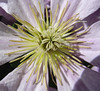Netgarden > Macro 2004-2005 photo