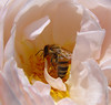 Netgarden > Macro 2004-2005 photo
