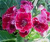 Netgarden > NetGardens photo