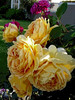 Netgarden > NetGardens photo