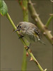 Netgarden > OC WILDLIFE 2009 photo