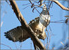 Netgarden > Ospreys-OCWildlife, Back Bay. Osprey, Kite, coyote 2007 photo