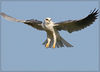 Orange County and the Back Bay birds 2006 : Places to shoot in OC, 1st few pages the Back Bay. 
Pg. 9-13, Kites, Jeffrey Open Space trail, Irvine, Ca