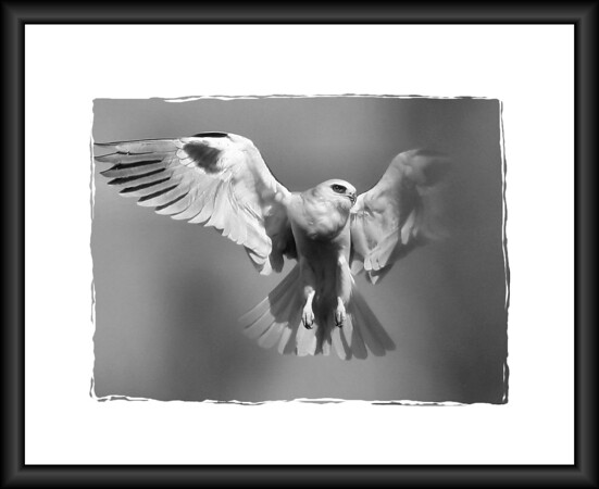 Netgarden > Black/Whites, Painted Images, Street 2007 photo