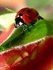 Critters and Bees : Sony V1 macro lenses