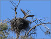 California Bald Eagles : 