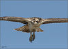 Ospreys-Orange County and Back Bay.   birds 2007 : The first 6 pages are a series of photos at the Back Bay Osprey nest, and the fledge. May'07
Pg. 7, the Killdeer bird and babies, and also Red Shouldered Hawk close ups
Pg. 8,  9, White tailed Kite, back bay
Pg. 10-11, Green heron in flight, Kite with prey
Pg. 12, Back Bay Northern Harrier
Pg. 13, some more favorites