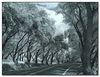 Netgarden > Sony V1 - IR photos photo