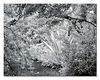 Netgarden > Sony V1 - IR photos photo