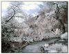 Sony V1 - IR photos : 