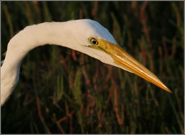 Netgarden > The SJ Ponds, Bolsa Chica and local wildlife 07, spring-summer photo