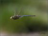 Dragonflies and Butterflies : 