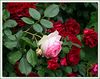 2005 Garden : 