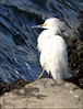 Fall, Winter local wildlife 40D  07 : 