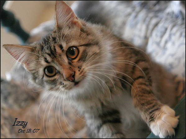 Netgarden > Animals photo