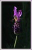 Netgarden > 2005 Garden photo
