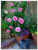 Netgarden > 2005 Garden photo