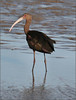 Fall Winter Wildlife II 2007 : 