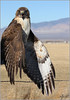 Netgarden > Audubon photos, raptor, bird portraits photo