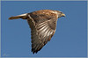 Netgarden > Ferruginous Hawk