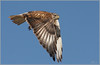 Netgarden > Audubon photos, raptor, bird portraits photo