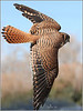 Audubon photos, raptor, bird portraits : 