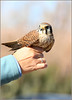 Netgarden > Audubon photos, raptor, bird portraits photo