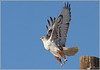 Netgarden > Ferruginous Hawk