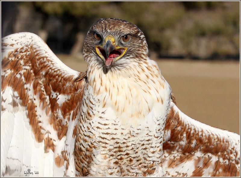 Netgarden > Ferruginous Hawk