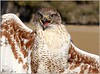 Netgarden > Ferruginous Hawk