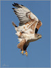 Netgarden > Audubon photos, raptor, bird portraits photo