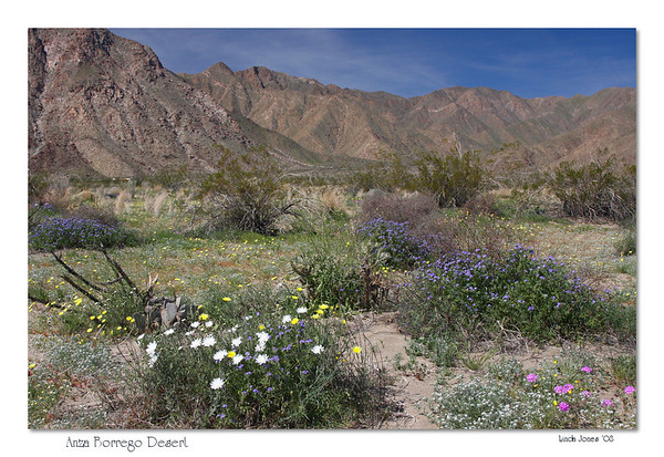 Netgarden > Anza Borrego Wildflowers, Eagles Mar '08 photo