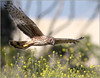 Spring Nature and Birds '08 : 