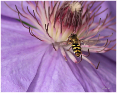 Macros and garden 2008 photo