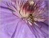 Netgarden > Macros and garden 2008 photo