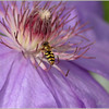 Netgarden > Macros and garden 2008 photo