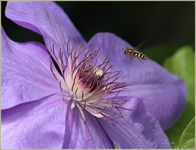 Macros and garden 2008 photo