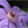 Netgarden > Macros and garden 2008 photo