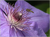 Netgarden > Macros and garden 2008 photo
