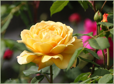  > first roses of 08, Golden Celebration. My favorite David Austin cabbage rose.