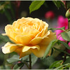 Netgarden > first roses of 08, Golden Celebration. My favorite David Austin cabbage rose.
