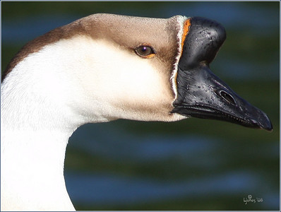  > Swan Goose