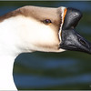 Netgarden > Swan Goose