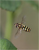 Netgarden > Macros and garden 2008 photo