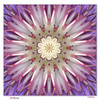 Netgarden > The center of my clematis. I used an effect on it in PSP.