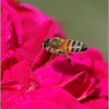 Netgarden > Macros and garden 2008 photo